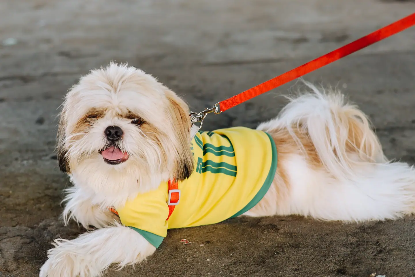 Cachorro shih-tzu de camisa da seleção deitado na areia